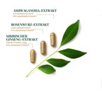 Ashwagandha, Rosenwurz und Sibirischer Ginseng in Caelonis Stress Balance